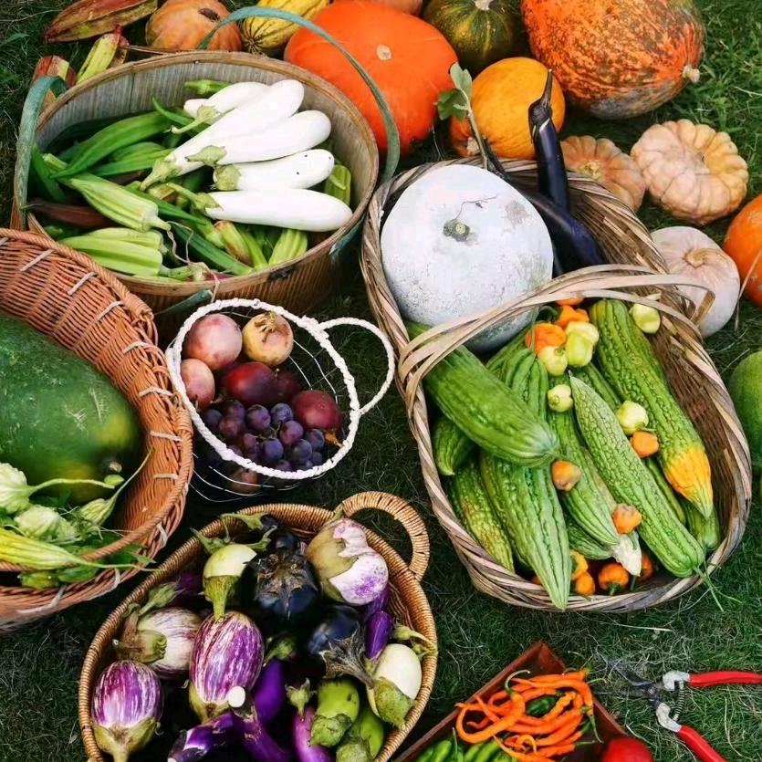 菁菁讲水培（小号）