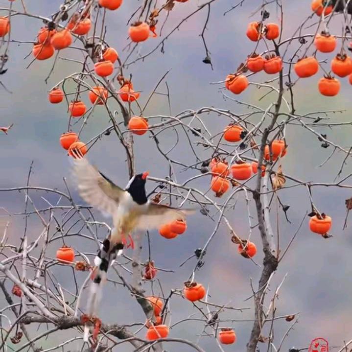 微风吹过