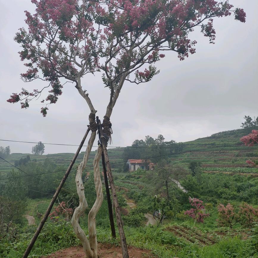 沂蒙红