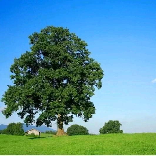 🌲大微同学🌲