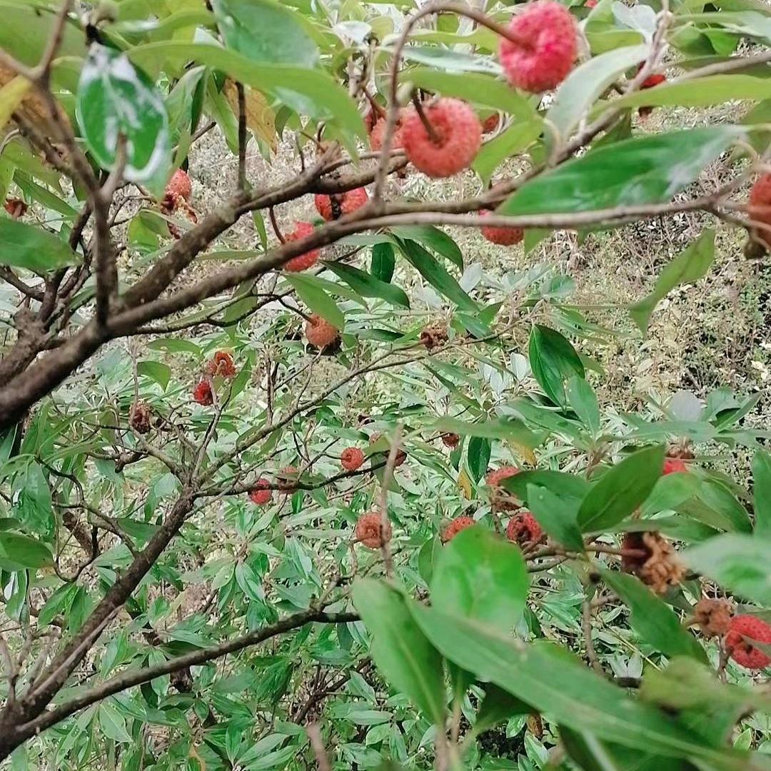 单身？？？