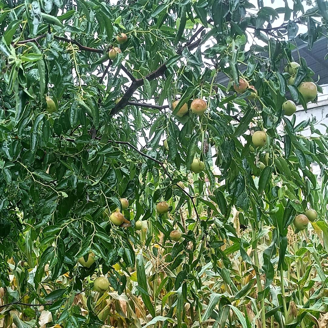 四季发财，八方来财，，财源广进，招财进寳