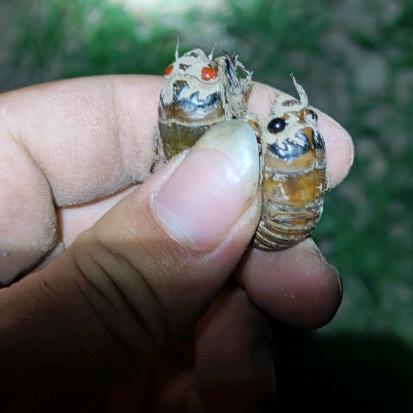 太康梓鸣金蝉养殖农场