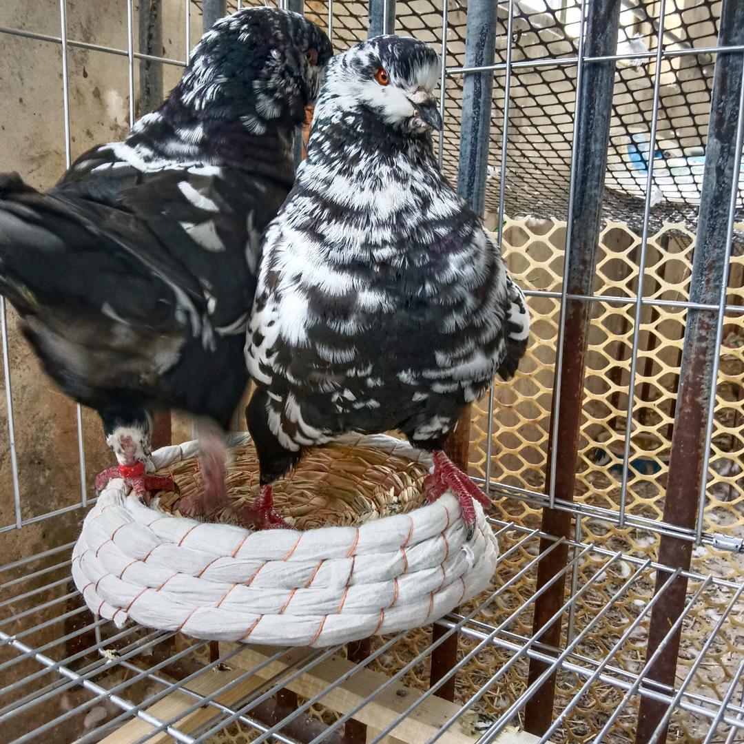 征鑫鸽业
