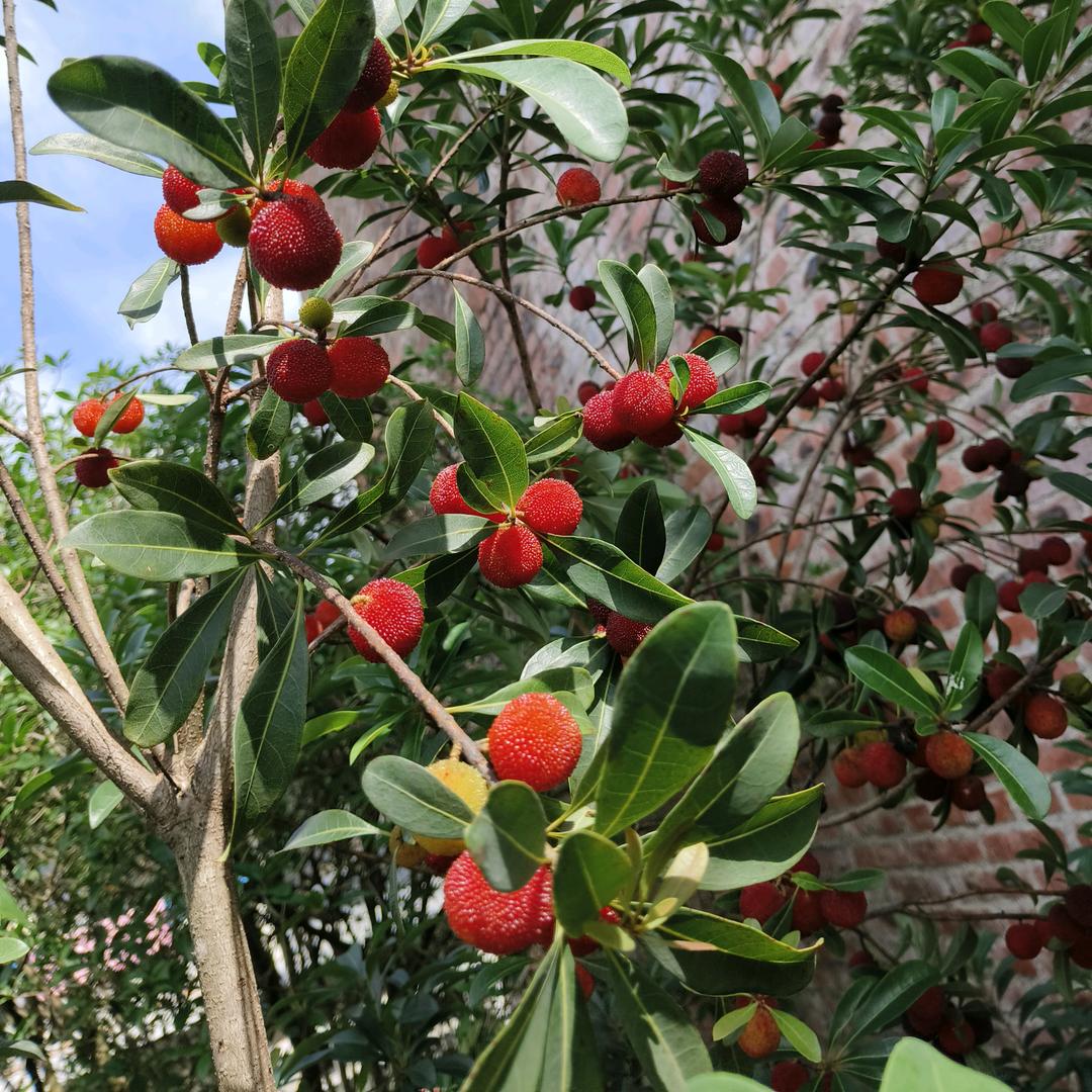 白云区阿山农产精品店