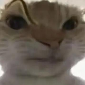 鼠鼠