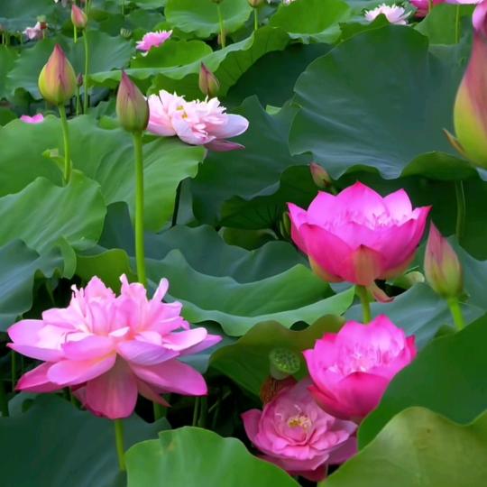 河南小公主（单身妈妈）
