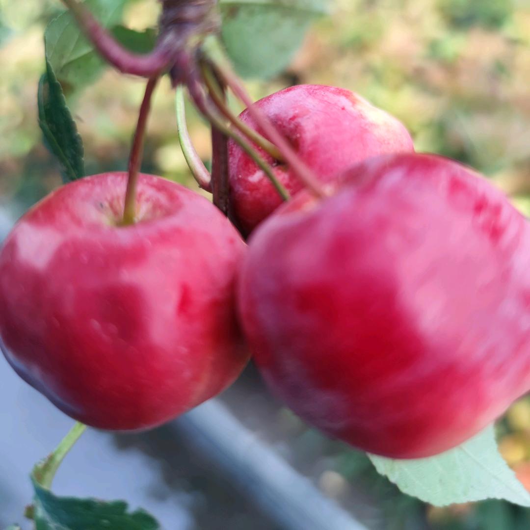 红苹果🍎