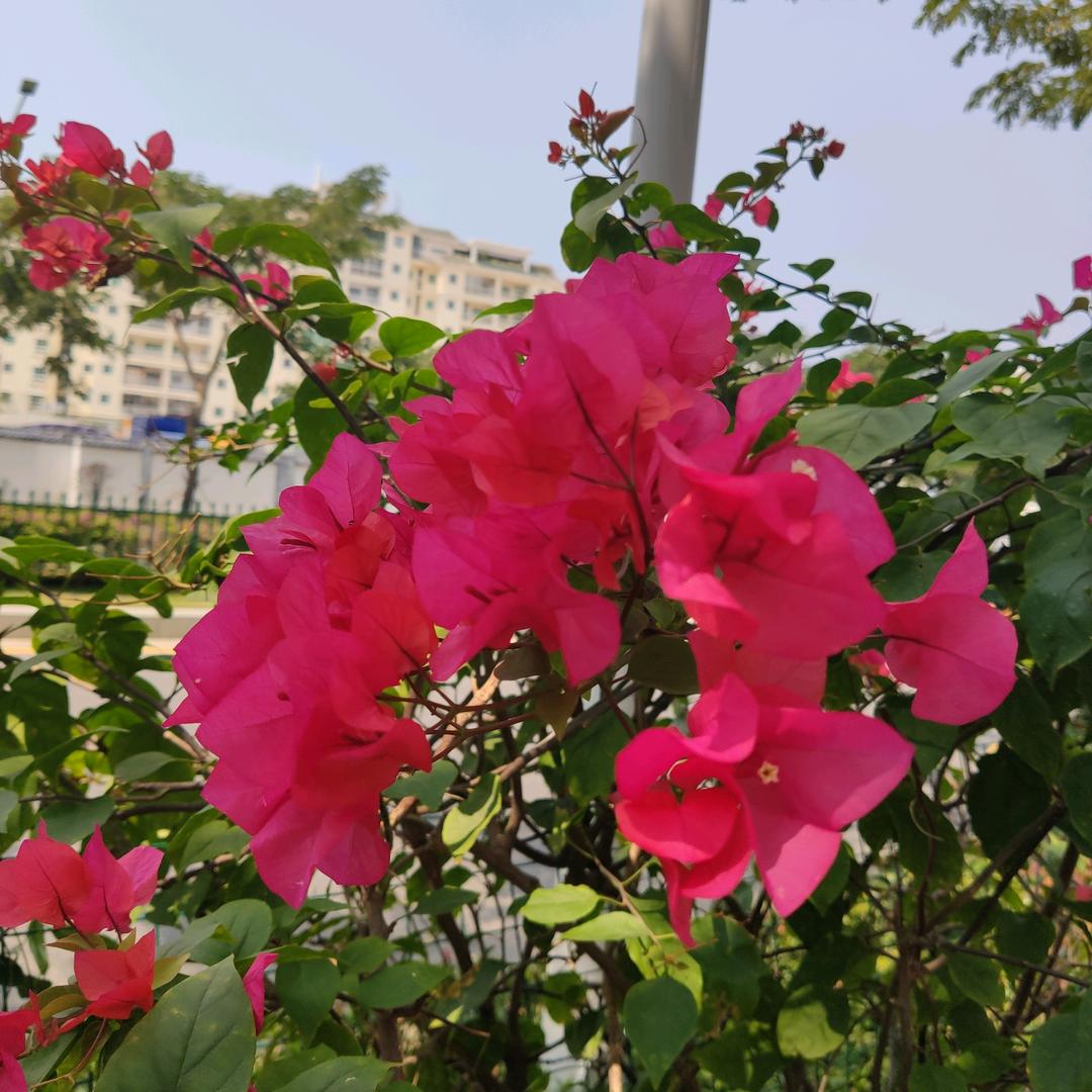 晓芳