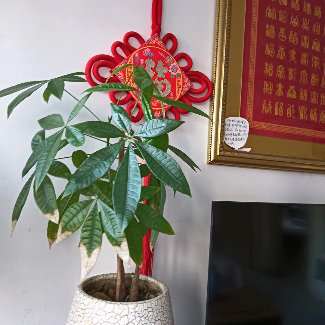 喜欢春菜的苏仆延头像