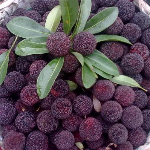 @杨家湾开林杨梅山庄