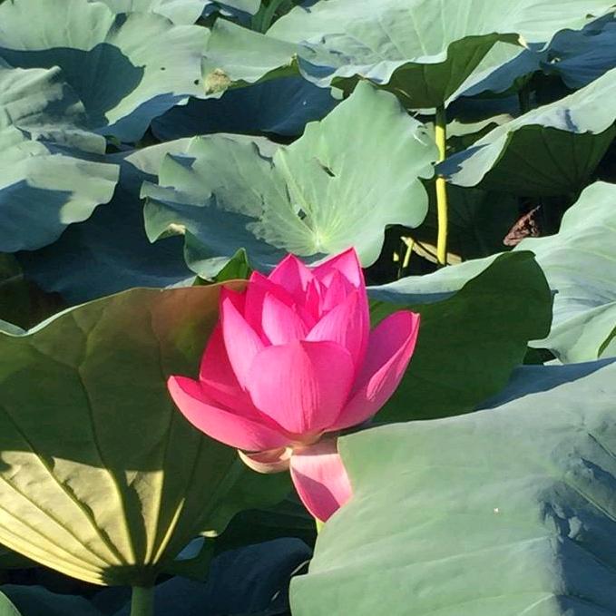 💞࿐一ღ᭄切随缘᭄💞࿐