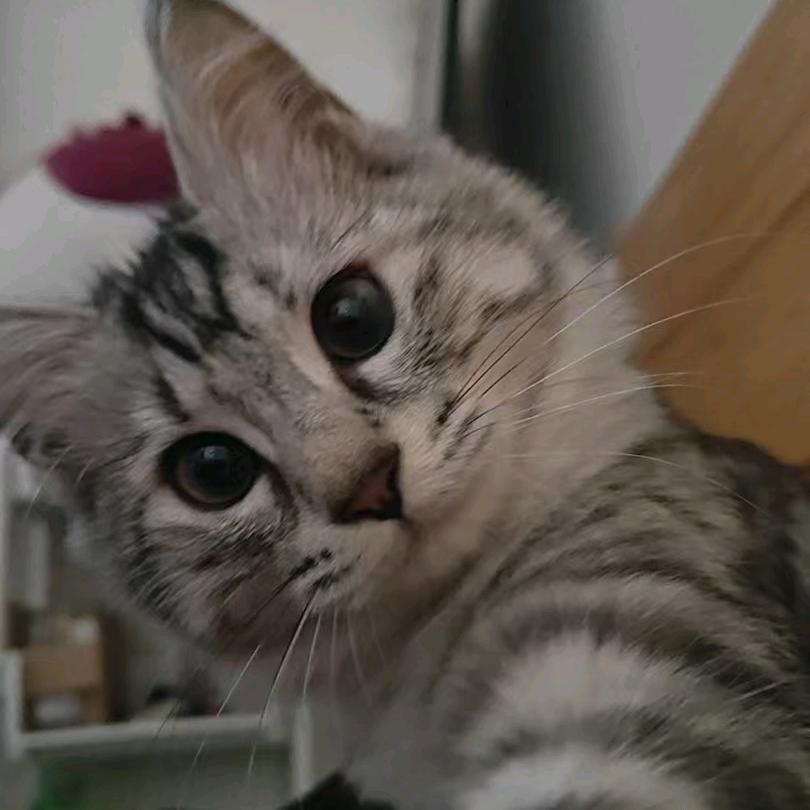 眠眠呀