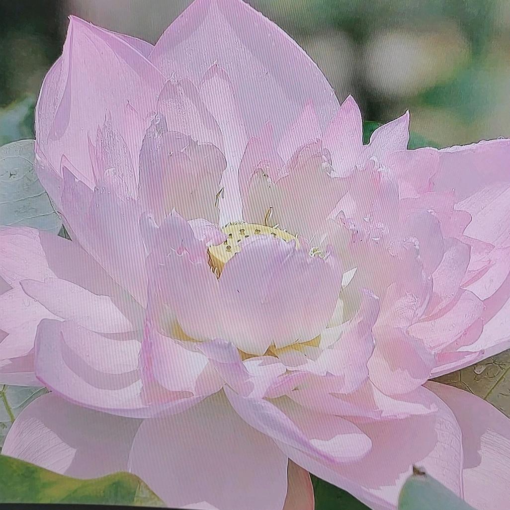 杞依琪百货