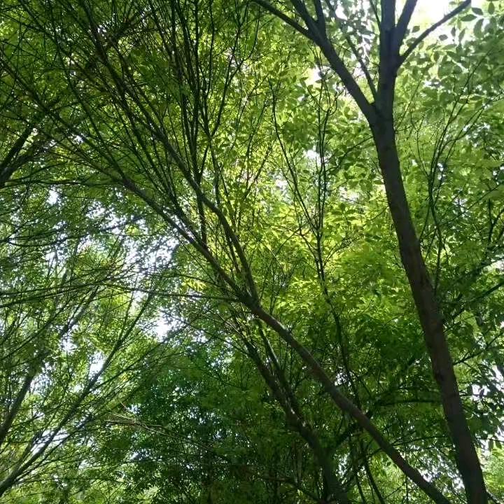 极昼之城