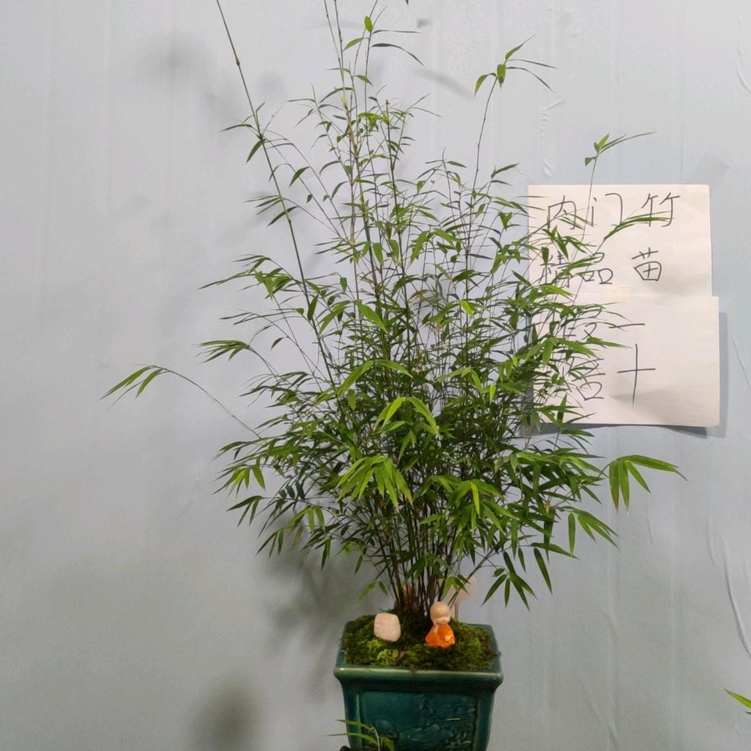 小娜兰竹（批发找客服）阿宝绿植1号店