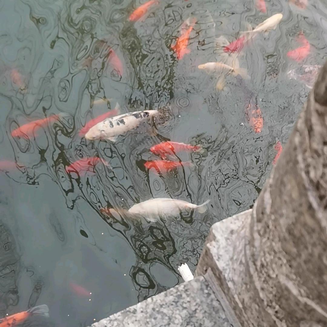 老马