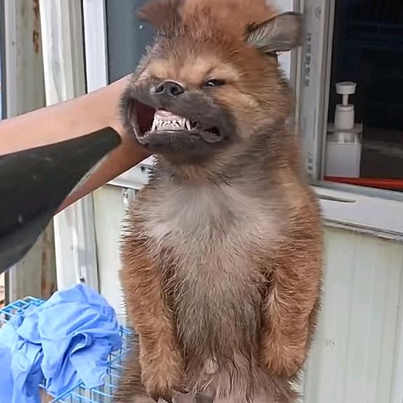 赫萝头像