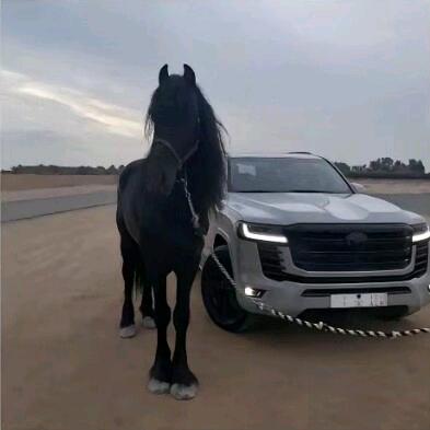 凶得很
