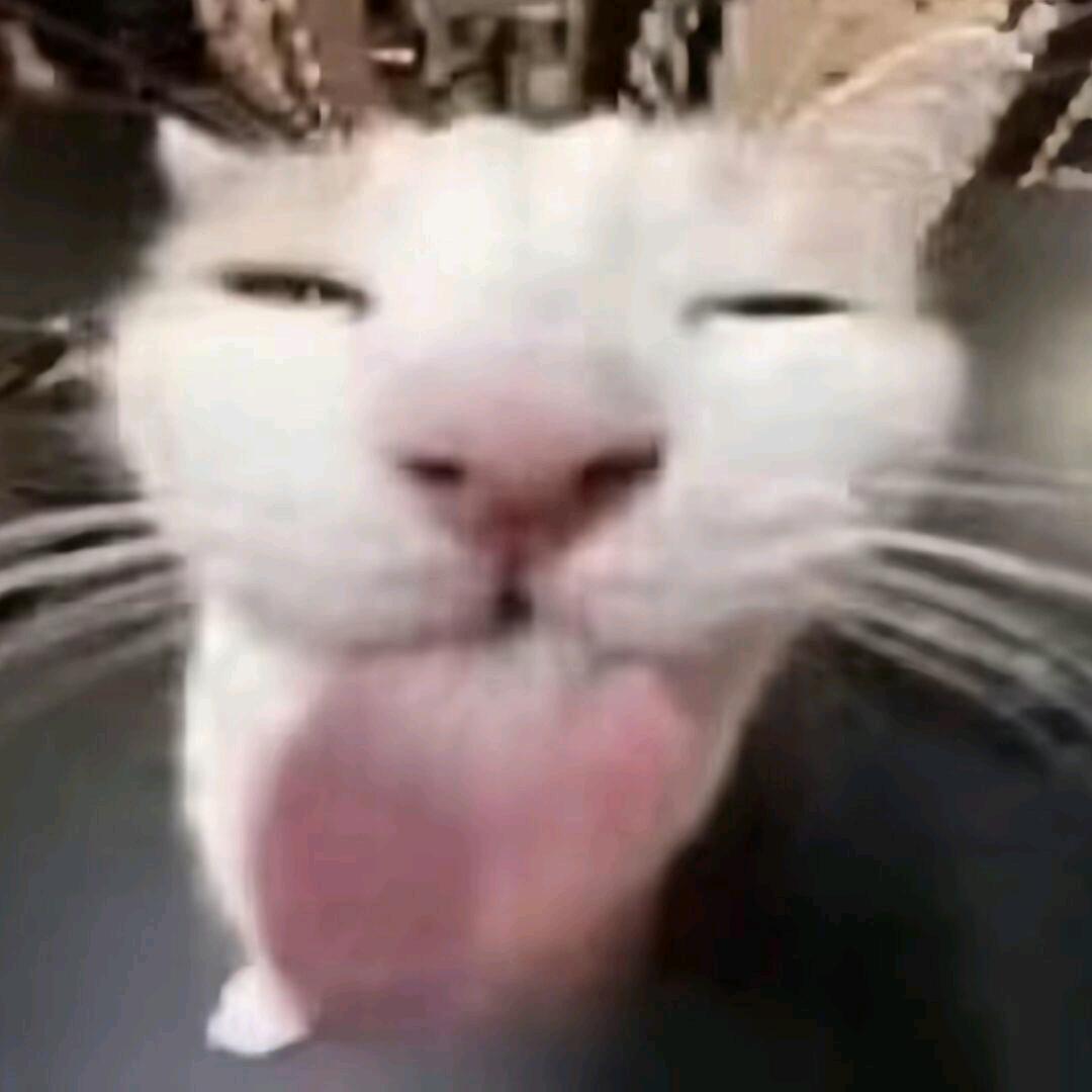 小猫.