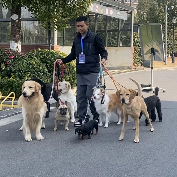 训犬指导～张德帅