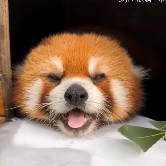 皮蛋