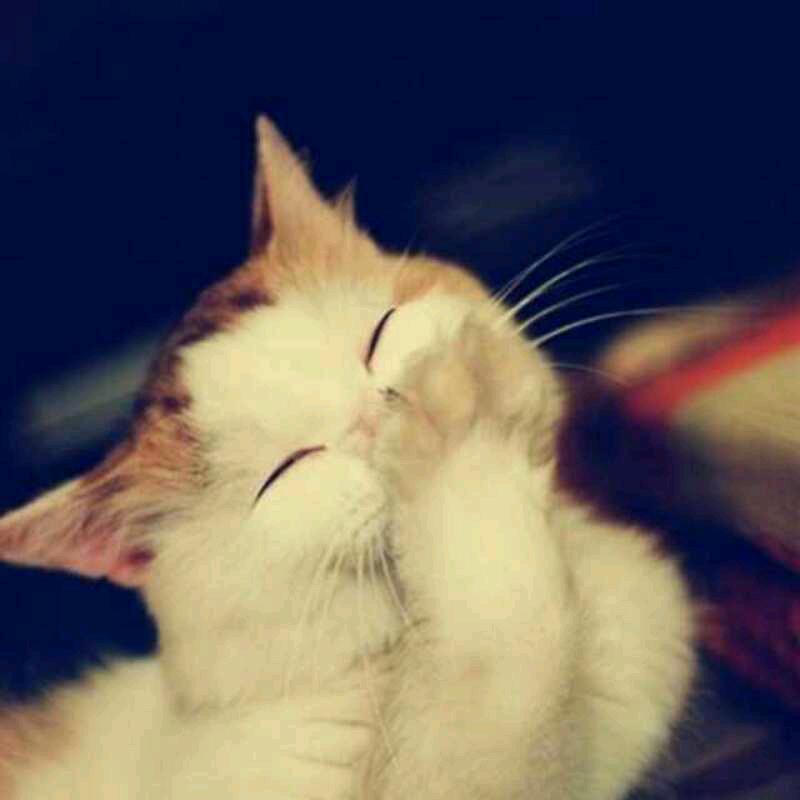 熊猫大侠熊猫