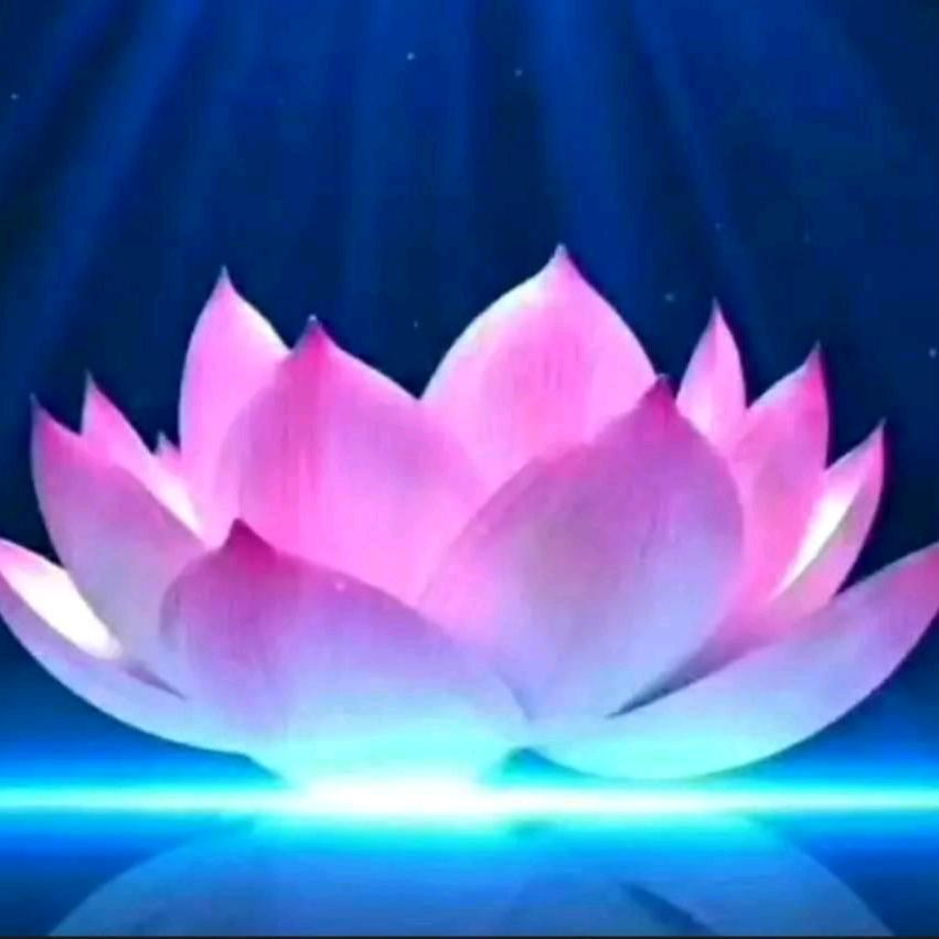 🍃FO莲花🍃