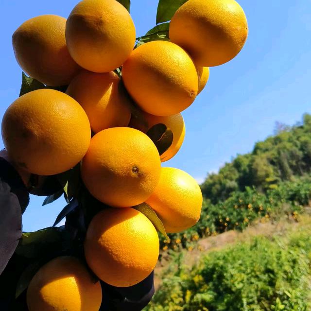 赣南脐橙