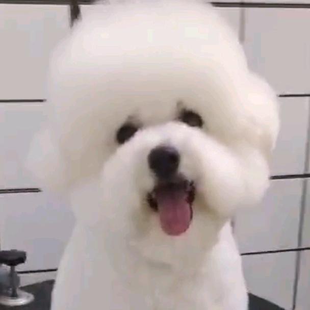 比熊咚咚