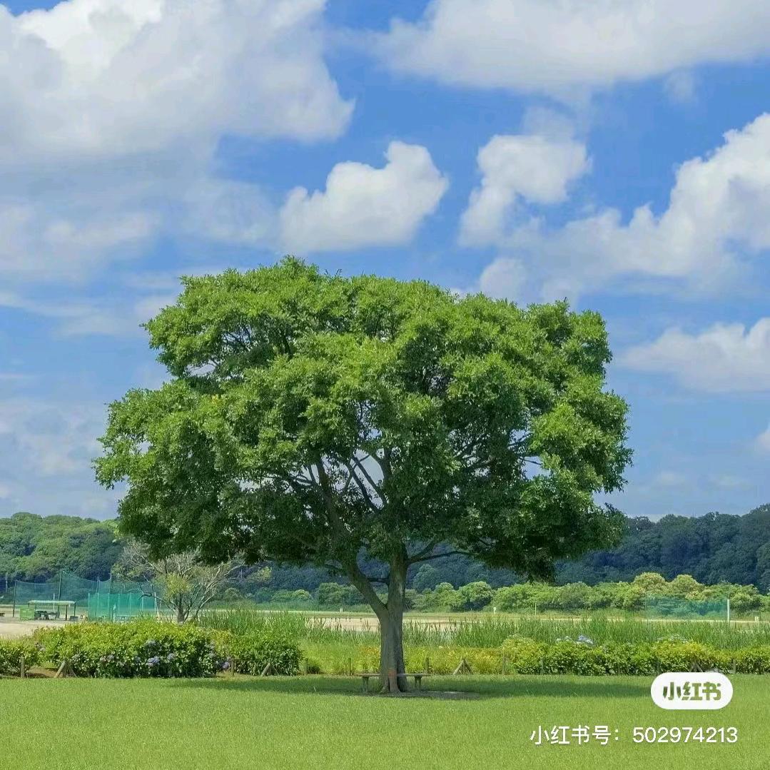 张文梅