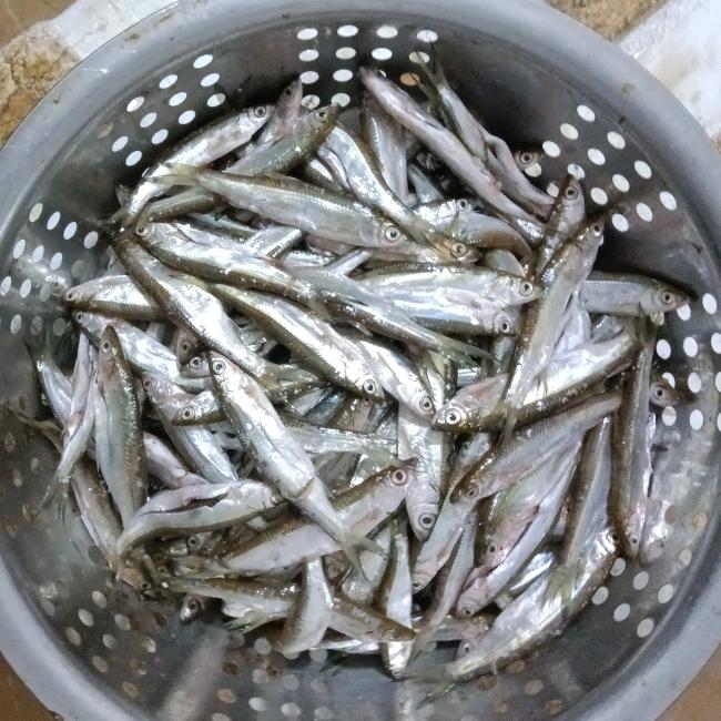 五华老罗水产。批发零售，河虾，白条。