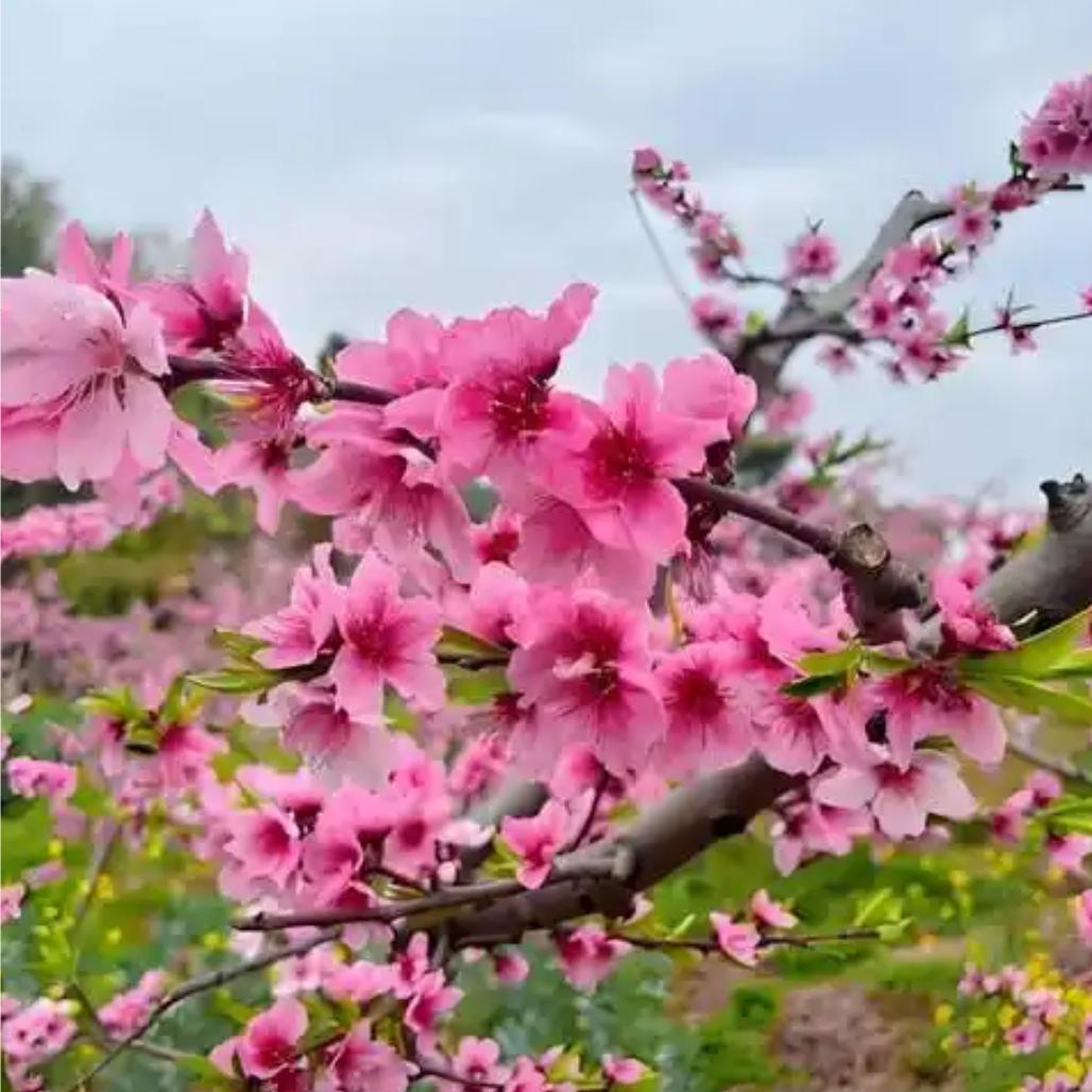桃花朵朵爱书法