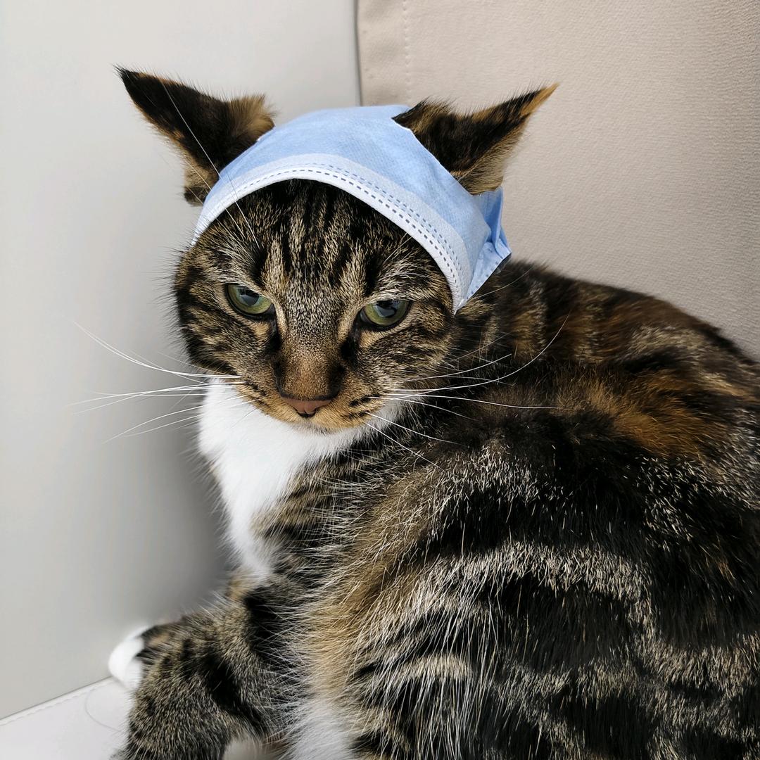 可乐猫猫
