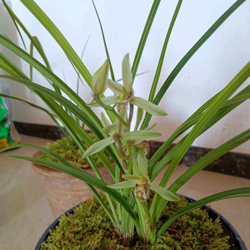 岁月永恒
