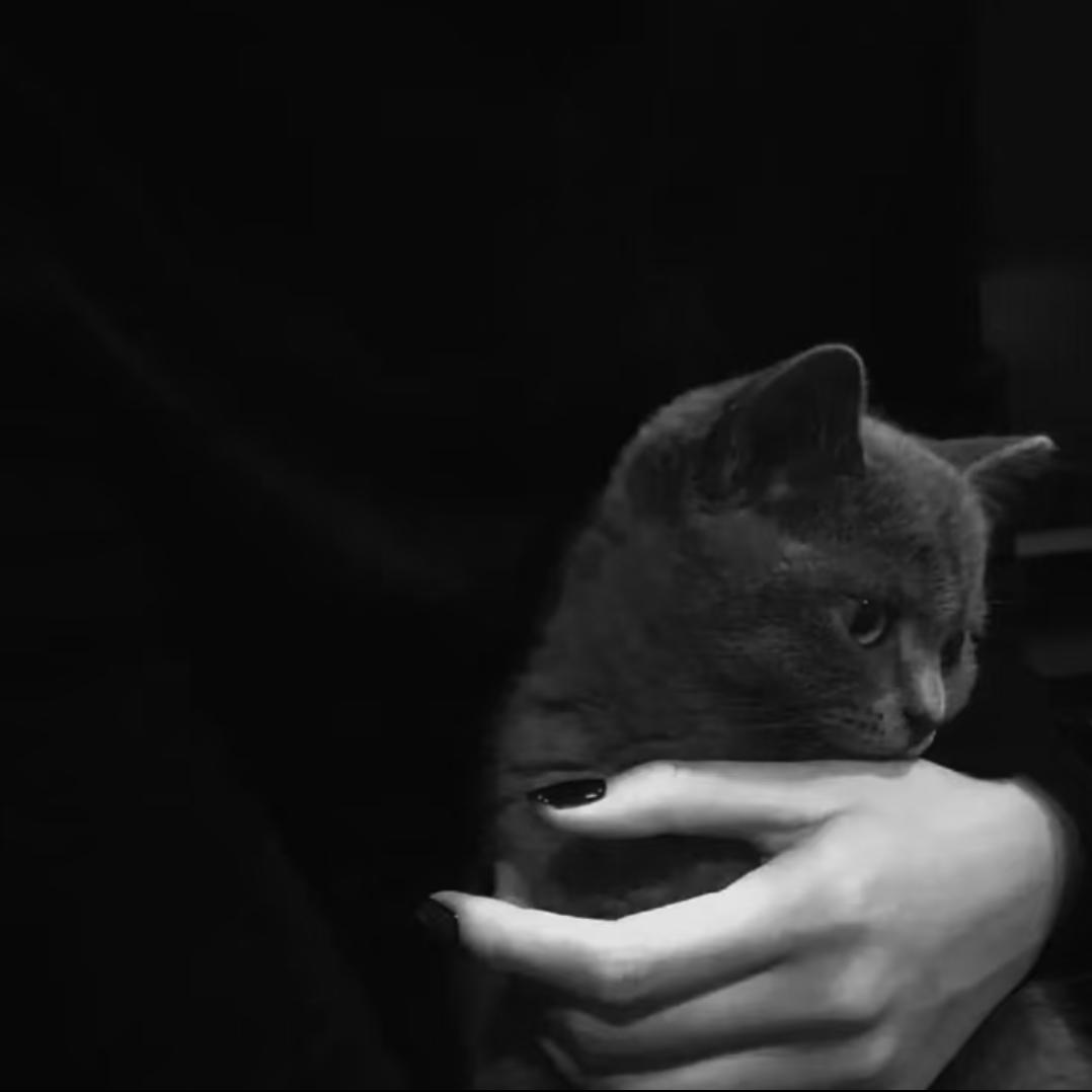 .小鱼.