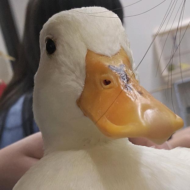 🦆