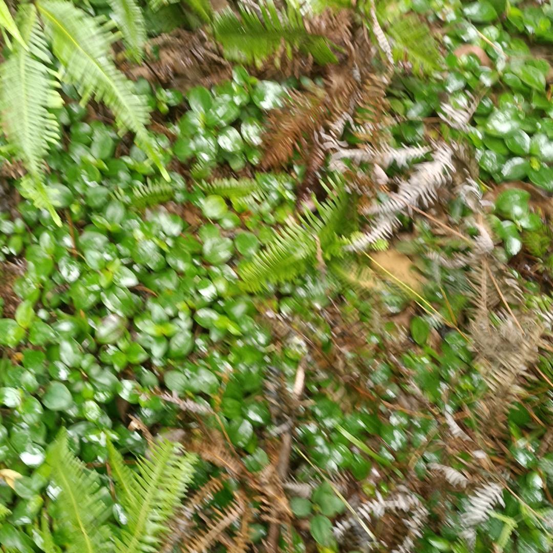 用户，