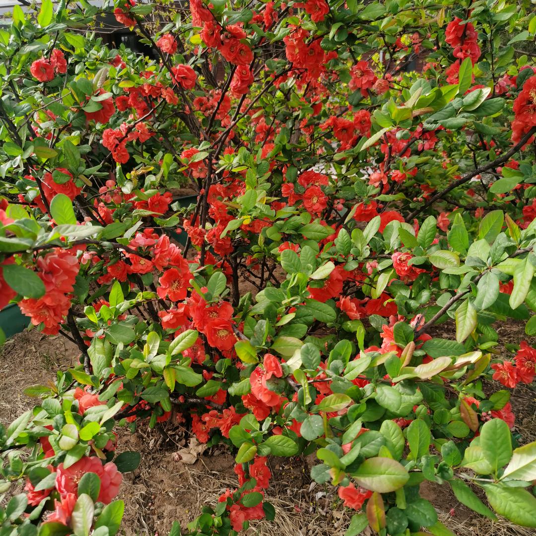 小草青青🍁☘💐拒私聊