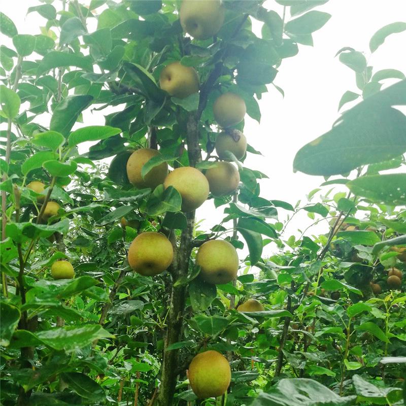 科炜家庭农场
