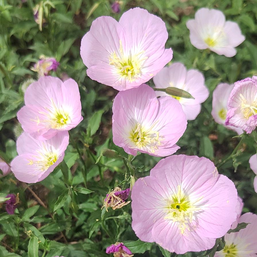 柏寿养老服务中心@莹莹（梁庄、梨园）