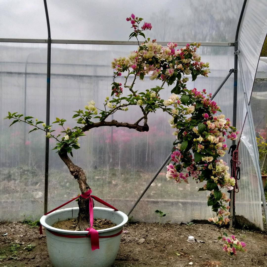 婉仪花卉