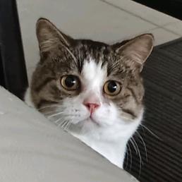 梓萌.