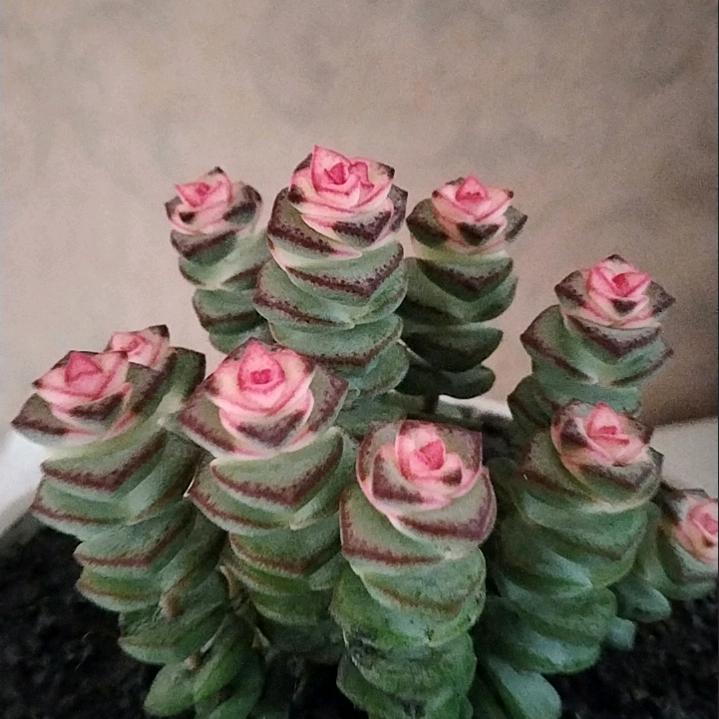 🌲踏雪寒梅🌹