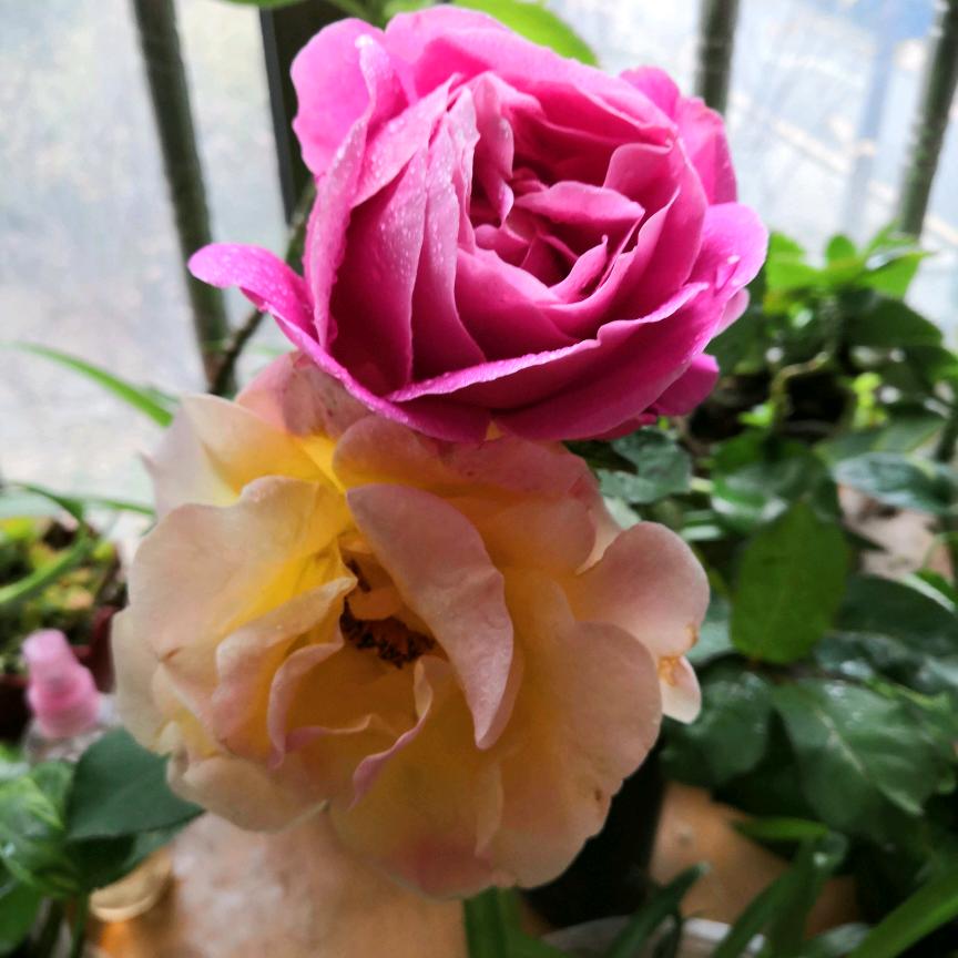蝶恋花916367