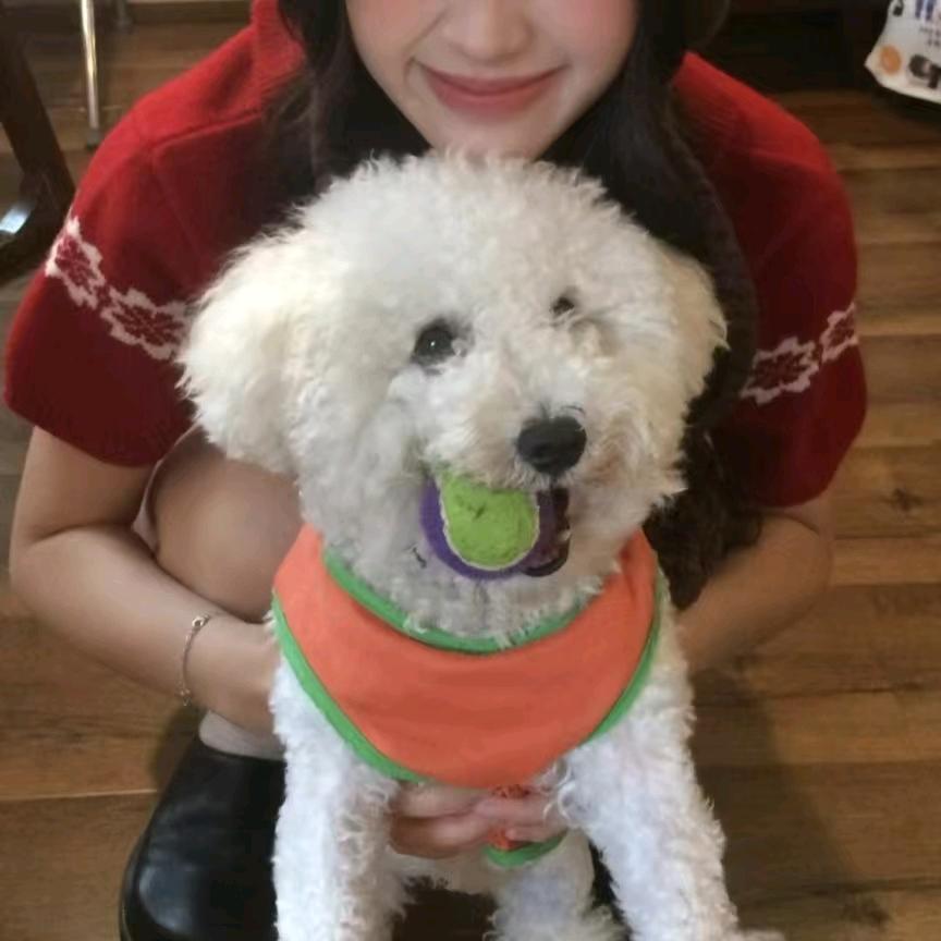 躲在鲜花里的牛粪