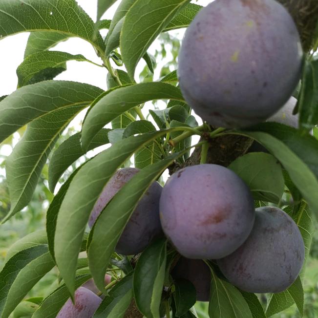 福星村村干部（宏禄水果）