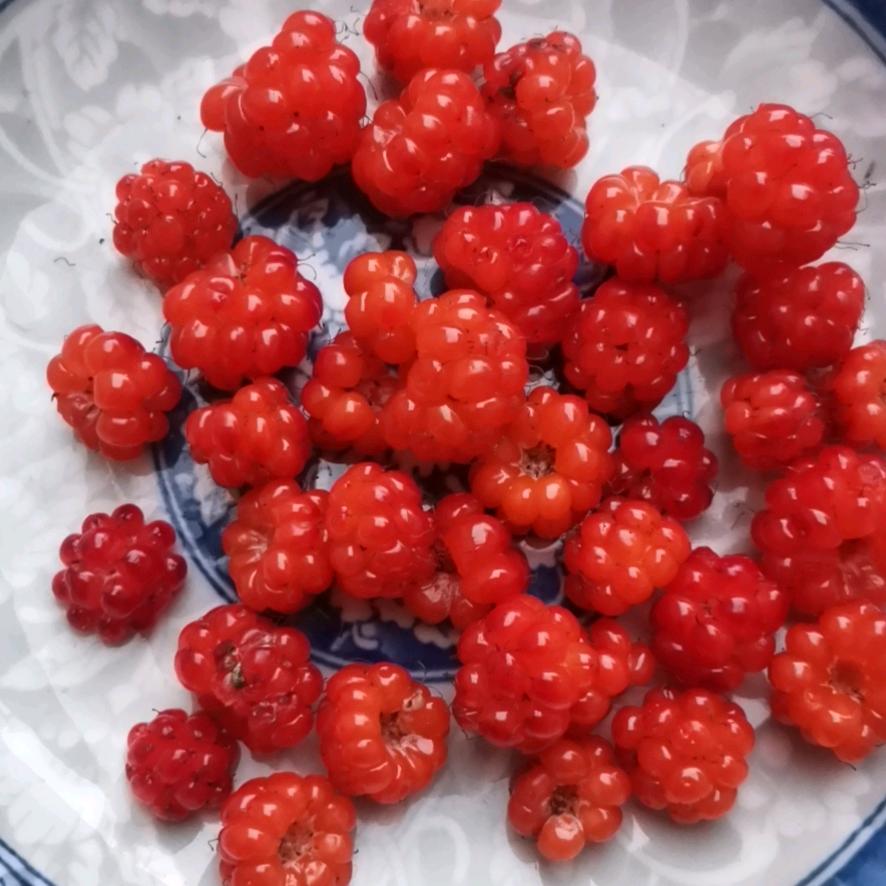 好运来