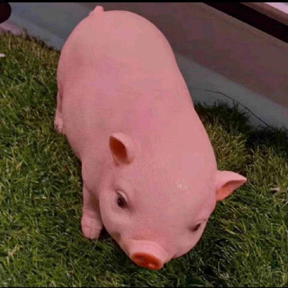 可爱的小裤衩