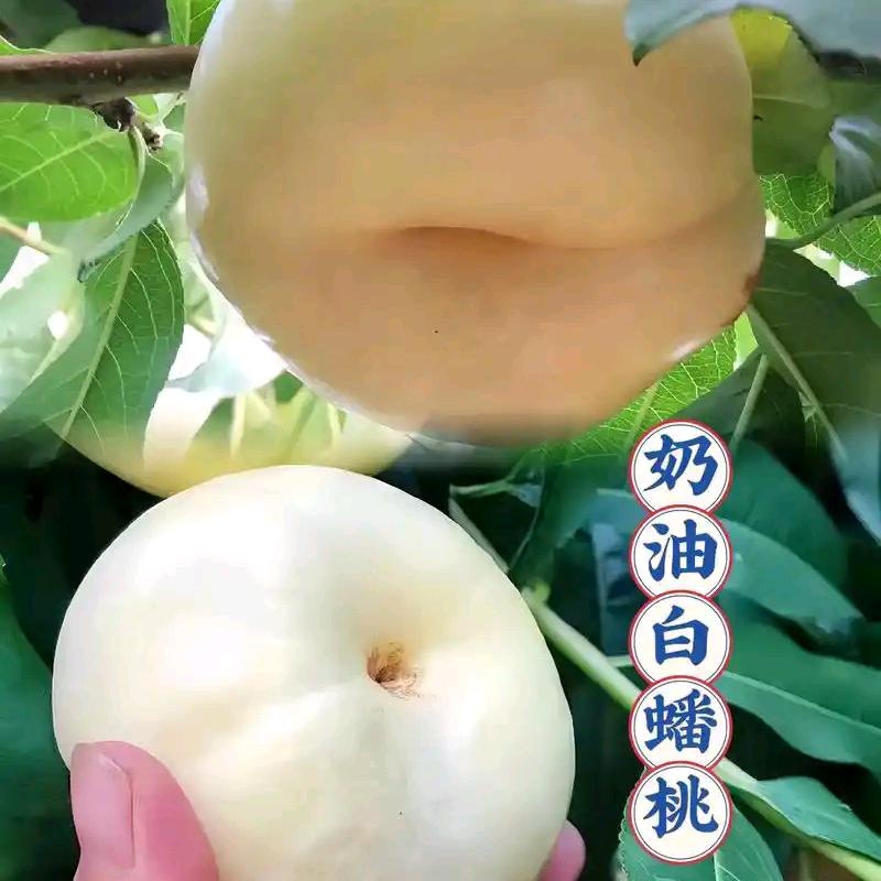 木诚果苗优选店